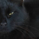 Die Kärntner Landesregierung und Blackcat